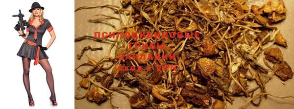 дурь Щигры