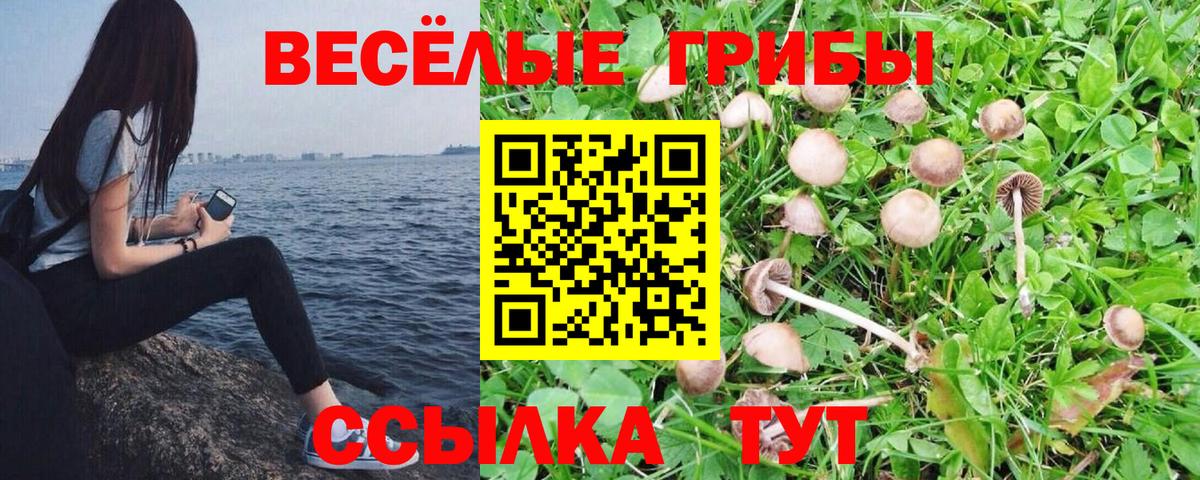 Галлюциногенные грибы Psilocybe Калининград